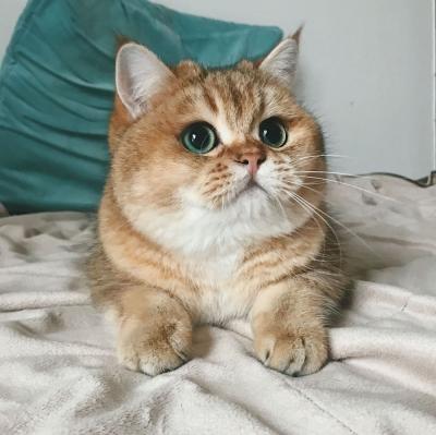 Прикрепленное изображение: a6bd9504c3c282a19c108276797b5e03.jpg